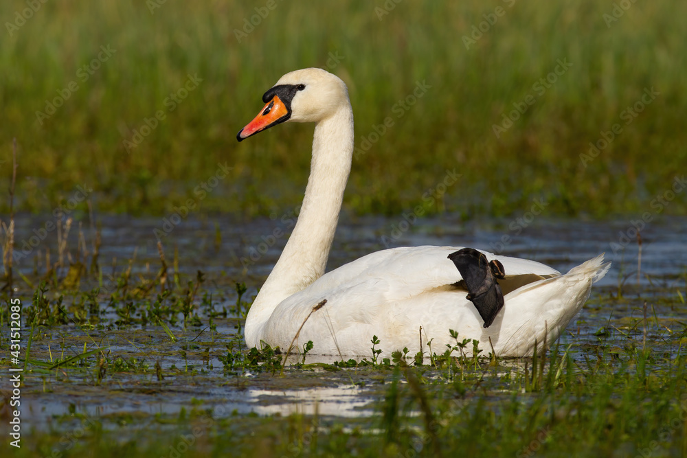 Mute swan floating on wetland in green spring nature Mute swan floating on wetland in green spring nature