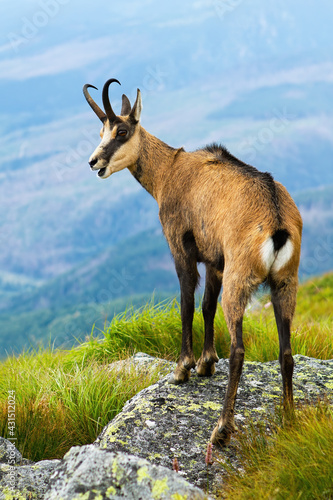 Obraz na płótnie Tatra chamois panting on rocks in summertime nature