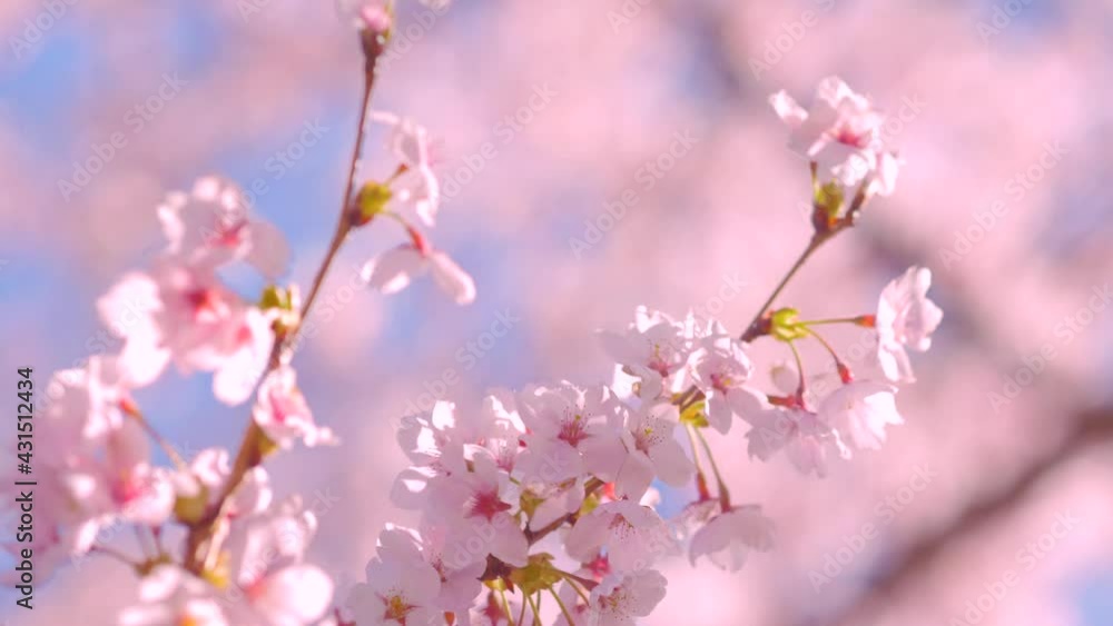 ソメイヨシノ 満開の桜と青空 ソメイヨシノ 満開の桜と青空