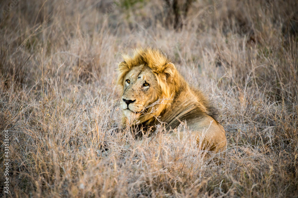 lion in the grass lion in the grass