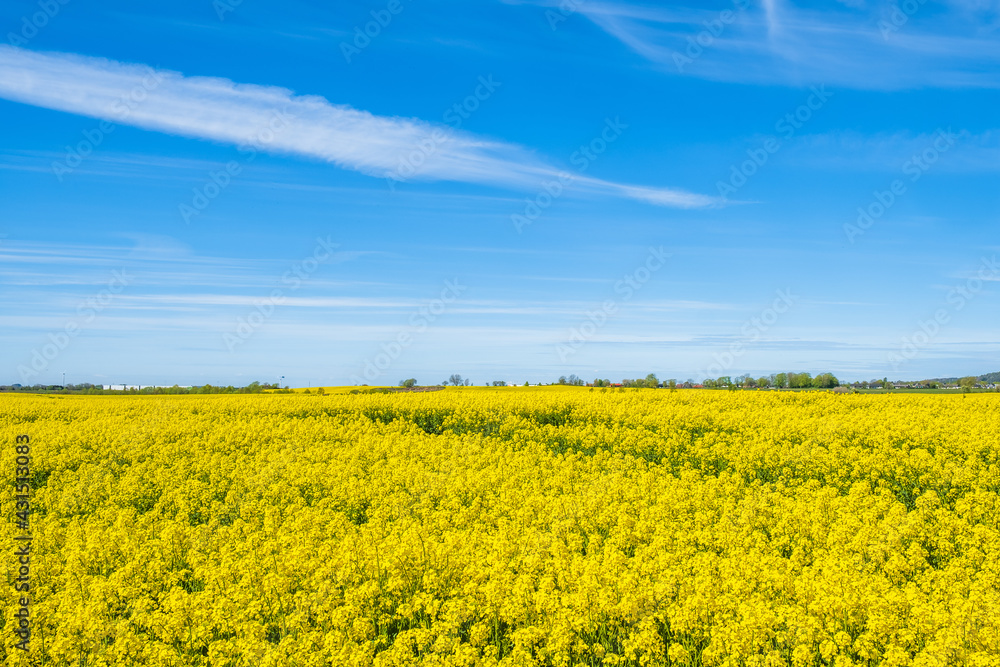 Blooming rapeseed field with a blue sky in summer