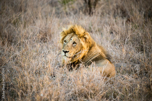 lion in the grass © Craig