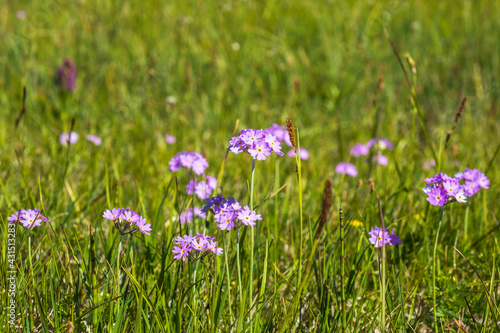 Flowering Bird's-eye primrose flowers on a sunny meadow