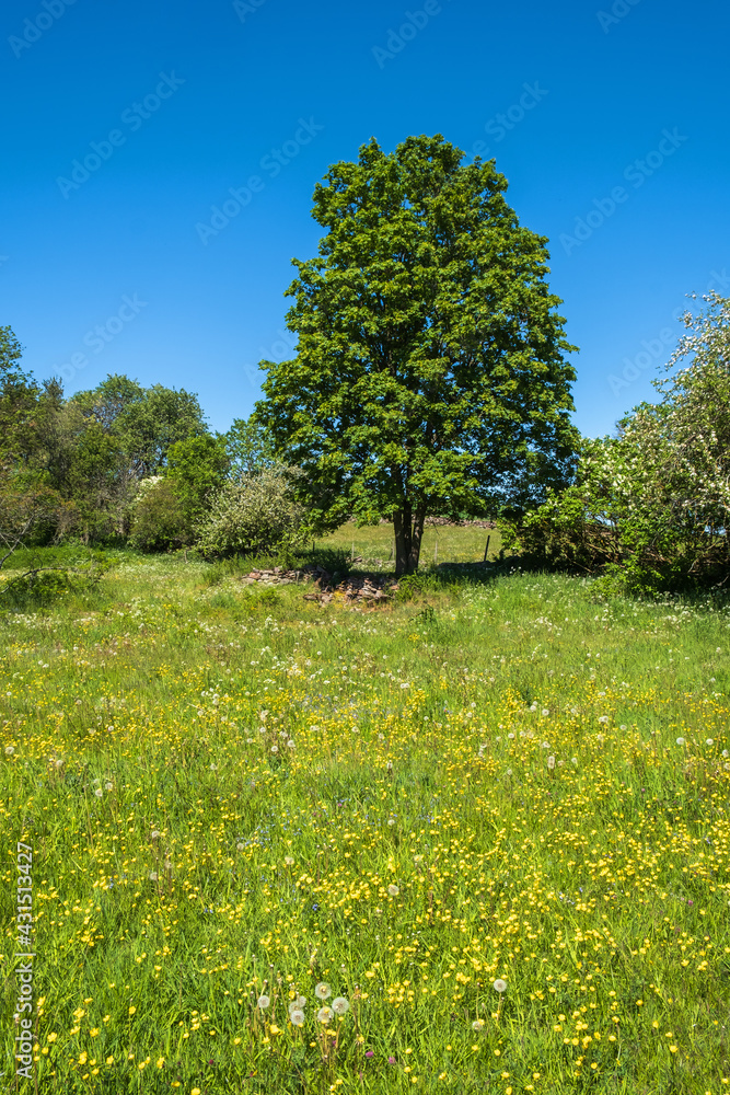 Meadow buttercup flowers and and a lush tree on a meadow