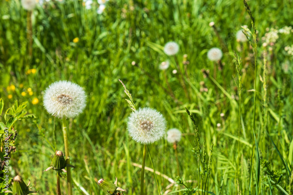 Overgrown dandelion flowers on a meadow Overgrown dandelion flowers on a meadow