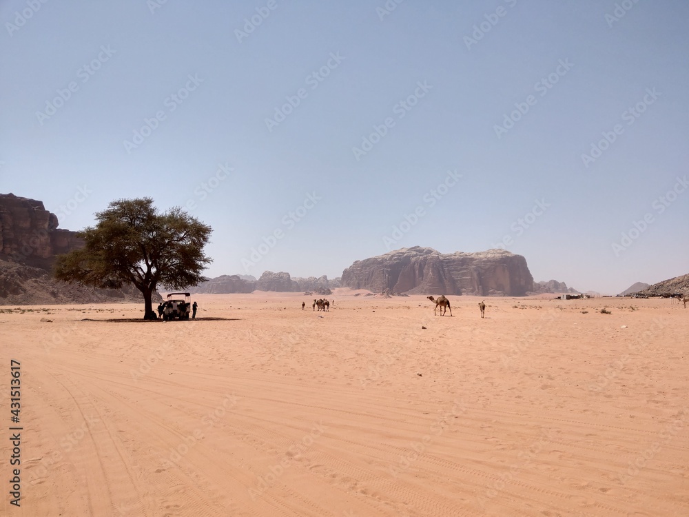 Tree and camels in Wadi Rum desert, Jordan Tree and camels in Wadi Rum desert, Jordan