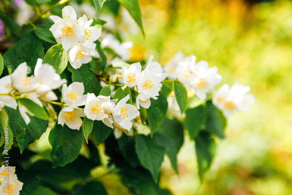 Beautiful white jasmine blossom flowers in spring time. Background with flowering jasmin bush. Inspirational natural floral spring blooming garden or park. Flower art design. Aromatherapy concept. Beautiful white jasmine blossom flowers in spring time. Background with flowering jasmin bush. Inspirational natural floral spring blooming garden or park. Flower art design. Aromatherapy concept.