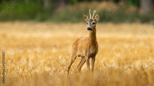 Young roe deer buck with small antlers on a stubble filed in summer
