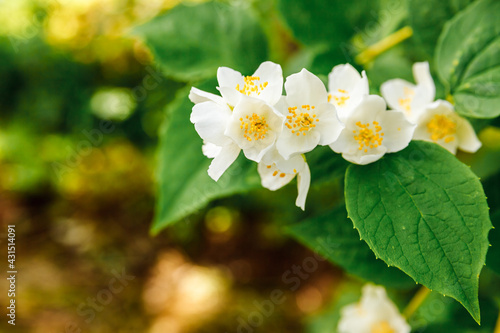 Beautiful white jasmine blossom flowers in spring time. Background with flowering jasmin bush. Inspirational natural floral spring blooming garden or park. Flower art design. Aromatherapy concept.