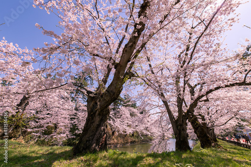 弘前市 弘前公園の満開の桜