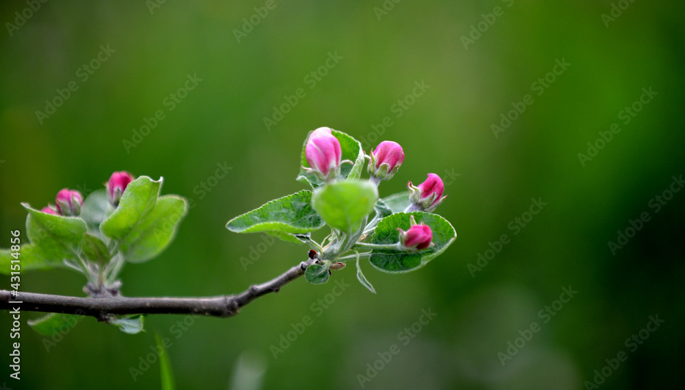 apple blossoms on the tree in orchard apple blossoms on the tree in orchard