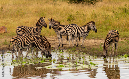 zebras in the savannah