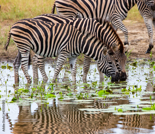 two zebras drinking water 