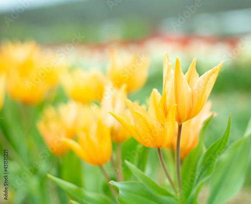 Fototapeta Naklejka Na Ścianę i Meble -  yellow tulips in spring