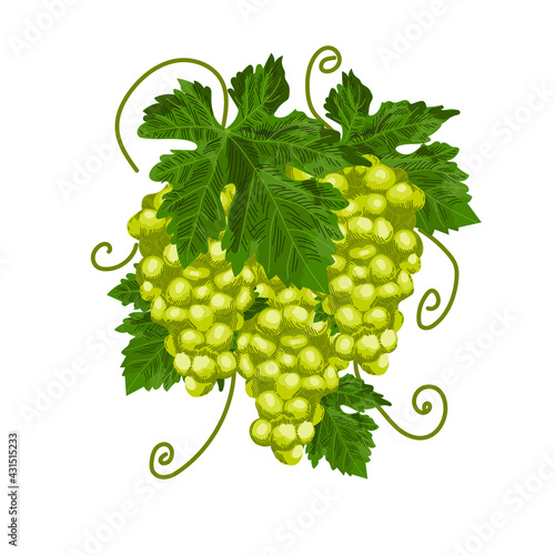 Juicy ripe bunch of grapes with green leaves, on an isolated white background.