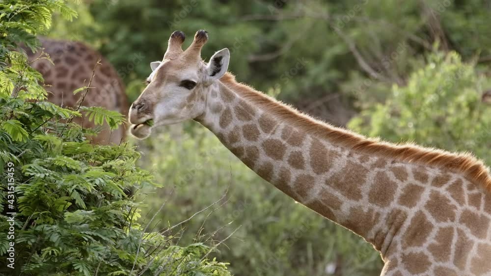 Medium shot of a female giraffe eating leaves, Greater Kruger Park. Medium shot of a female giraffe eating leaves, Greater Kruger Park.