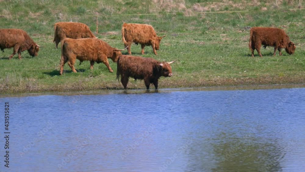 Wide shot showing many highland cows grazing on grass field beside natural lake in Switzerland. Wide shot showing many highland cows grazing on grass field beside natural lake in Switzerland.