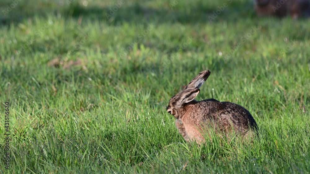 Brown hare female sitting on the meadow and clean her fur, mating seasons, spring, (lepus capensis), germany Brown hare female sitting on the meadow and clean her fur, mating seasons, spring, (lepus capensis), germany
