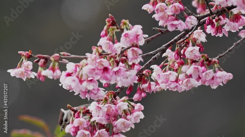 Cherry blossom with Yuhina in Alishan National park, Taiwan, photo