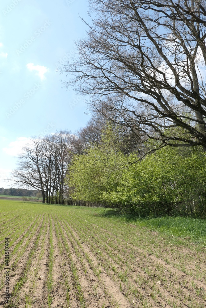 Field with sprouting grain, edge of deciduous forest, blue sky, beginning of spring Field with sprouting grain, edge of deciduous forest, blue sky, beginning of spring