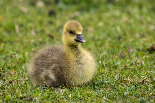 Beautiful yellow fluffy greylag goose baby gosling in spring, Anser anser © rudiernst