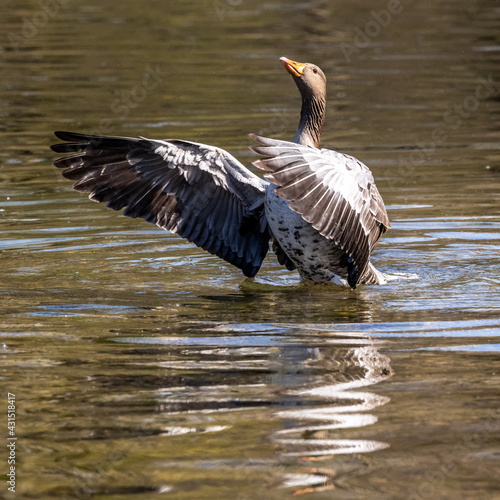 The greylag goose spreading its wings on water. Anser anser is a species of large goose © rudiernst