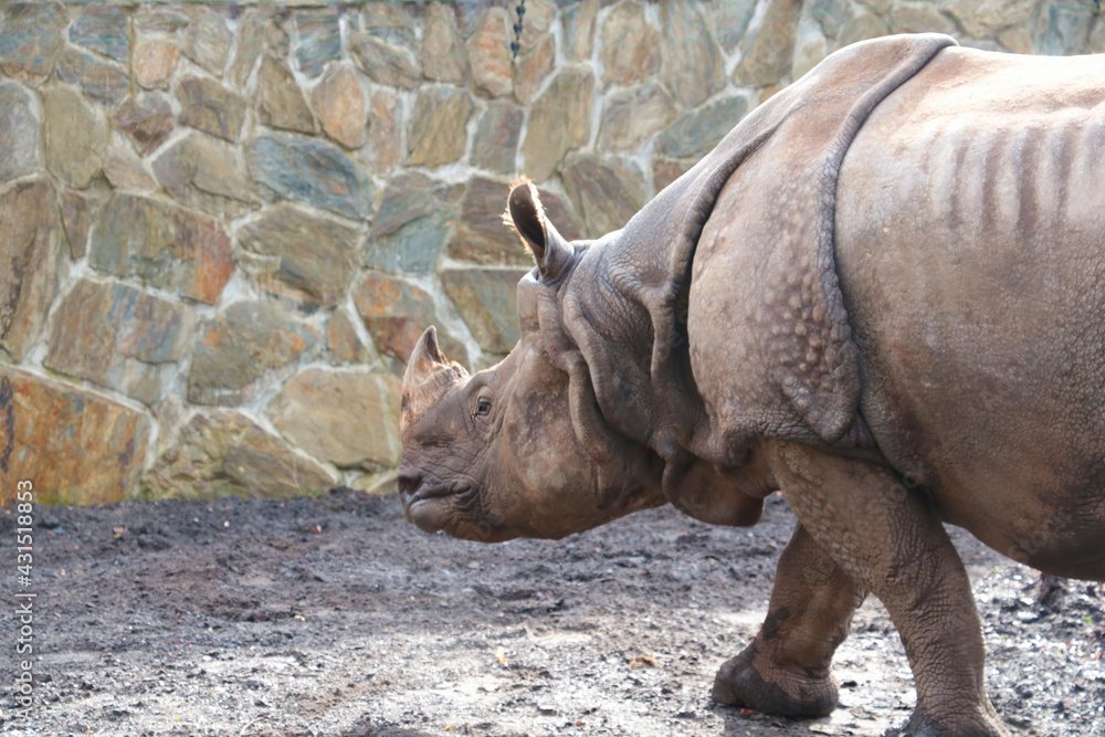 Close-up on an adult rhinoceros in the park. Close-up on an adult rhinoceros in the park.