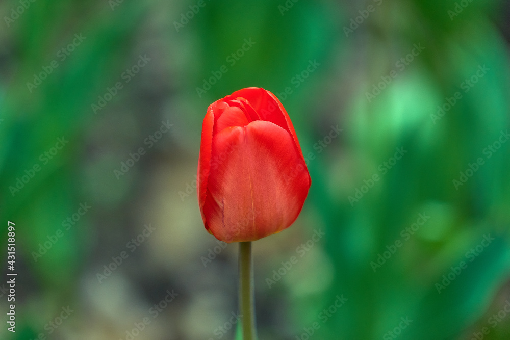 red tulip in the garden red tulip in the garden