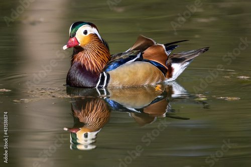 The mandarin duck, Aix galericulata at a lake in Munich, Germany