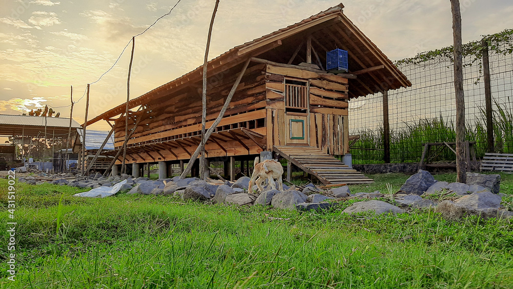 Fototapeta premium goat barn farm