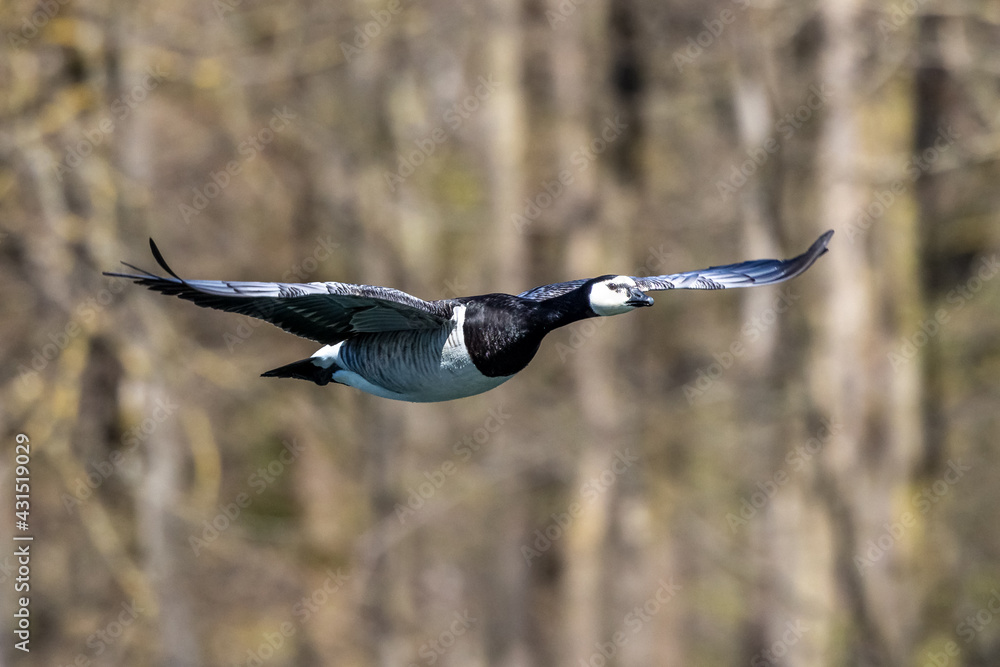 Barnacle goose, Branta leucopsis flying over a lake near Munich in Germany. Barnacle goose, Branta leucopsis flying over a lake near Munich in Germany.