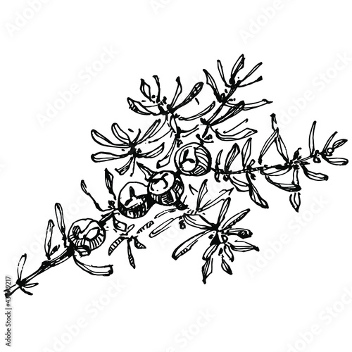 Juniper vector drawing. Isolated vintage illustration of berry on branch. Organic essential oil engraved style sketch. Beauty and spa, cosmetic ingredient. Great for label, poster, flyer, packaging