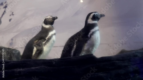 Two penguins walking along a rocky soil with a fake background that looks like arctic mountains. Animals like these are constantly moving to colder places, in which they can live properly