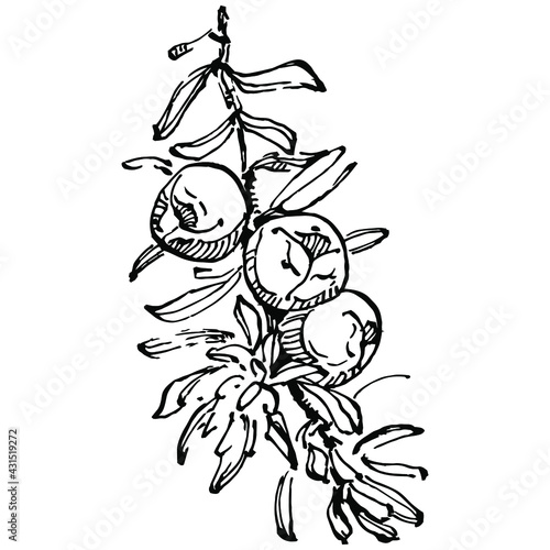 Juniper vector drawing. Isolated vintage illustration of berry on branch. Organic essential oil engraved style sketch. Beauty and spa, cosmetic ingredient. Great for label, poster, flyer, packaging