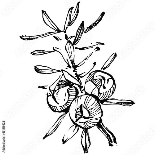 Juniper vector drawing. Isolated vintage illustration of berry on branch. Organic essential oil engraved style sketch. Beauty and spa, cosmetic ingredient. Great for label, poster, flyer, packaging