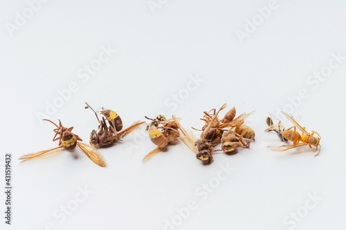 Dead dried wild bee wasps on a white background. Hornets legs up close-up. photo