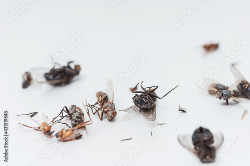 Cuadro en lienzo Dead dried insects from a night light lamp on a white background
