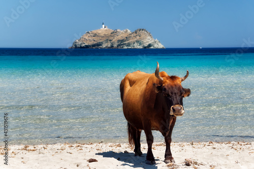 Corsican cow and Giraglia island in Barcaggio beach