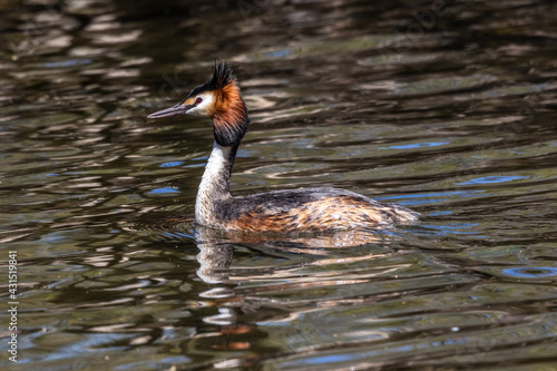 Great Crested Grebe, Podiceps cristatus with beautiful orange colors, a water bird with red eyes.