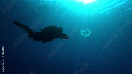 Wallpaper Mural Underwater scene - Scuba diver looking a salema  Torontodigital.ca