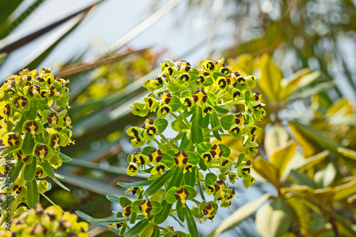 Euphorbe characias ou Euphorbe des garrigues en gros plan