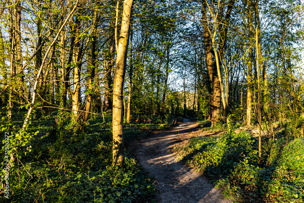 Fototapeta premium A Woodland Trail