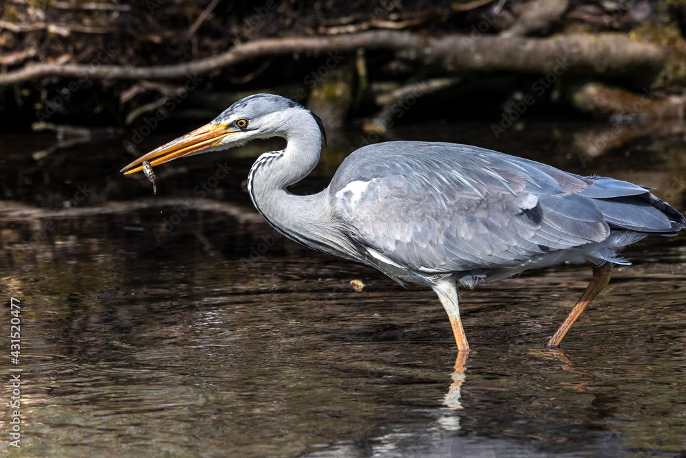 Fototapeta premium While fishing in the moving water a grey heron, Ardea cinerea successfully caught a fish.