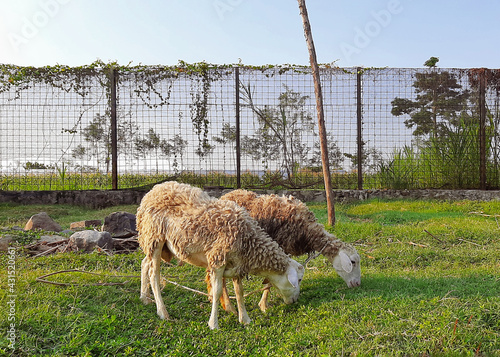 grazing sheep photo