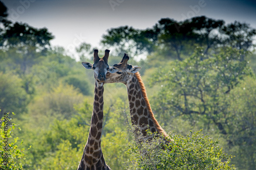 A pair of giraffes  Giraffa giraffa  sparring in the African bush