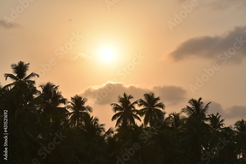 trees at sunset