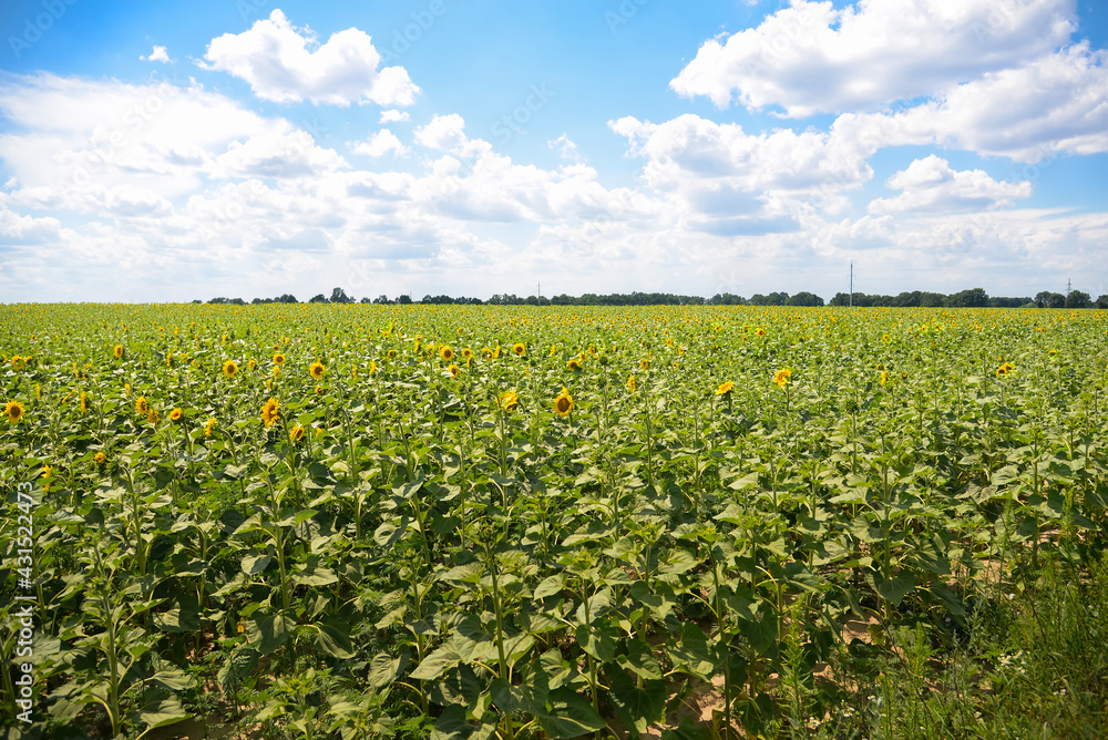 Sunflower field on a summer sunny day against the blue sky