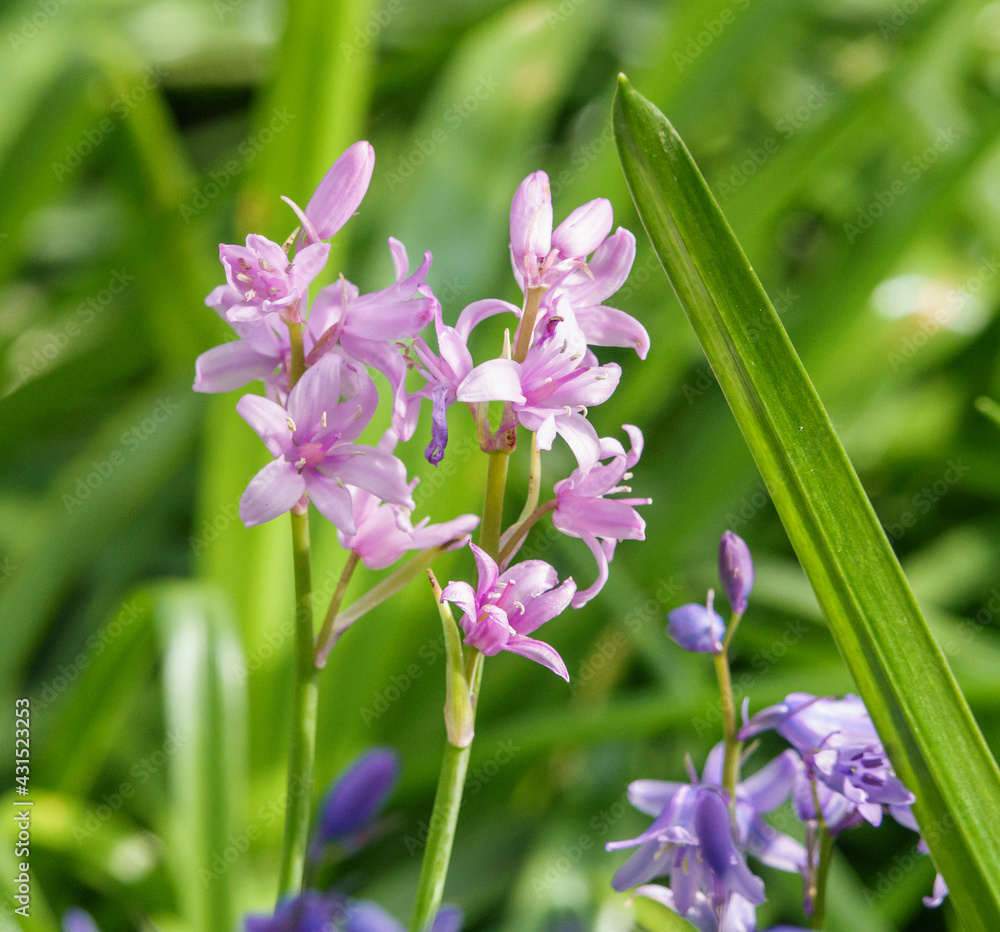spanish bluebells with light blue, pink and white petals in bloom spanish bluebells with light blue, pink and white petals in bloom