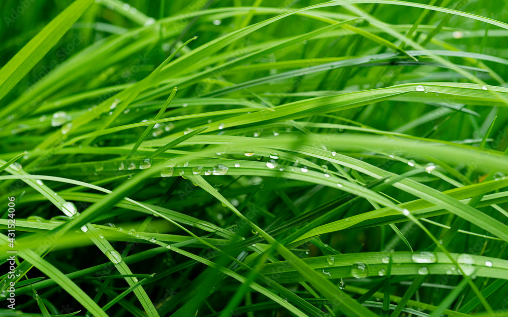 fresh green grass with water drops close-up fresh green grass with water drops close-up