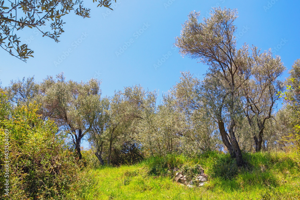 Olive grove. Olive trees on sunny day. Montenegro Olive grove. Olive trees on sunny day. Montenegro